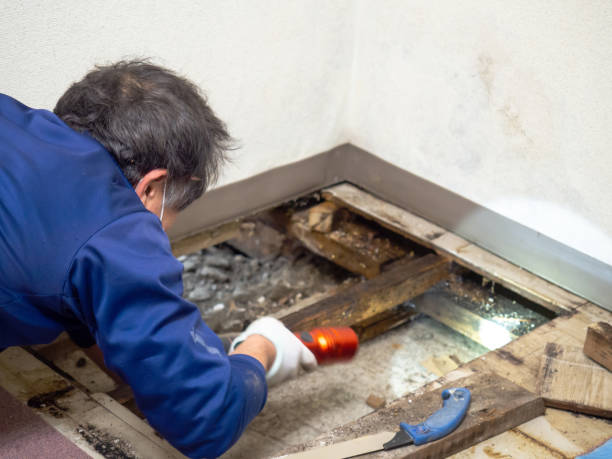 Best Kitchen Mold Remediation in Holly, MI