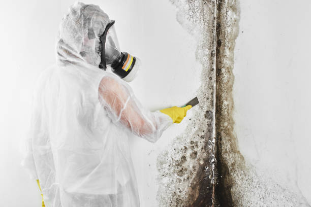 Best HVAC Mold Remediation in Holly, MI