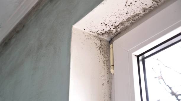 Best Mold Remediation for Schools in Holly, MI