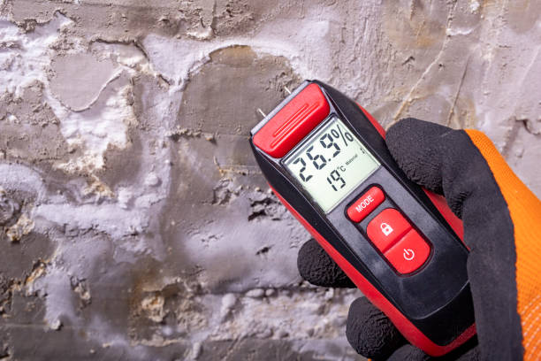 Best Post-Flood Mold Remediation in Holly, MI