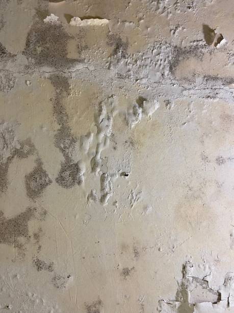 Best Residential Mold Remediation in Holly, MI
