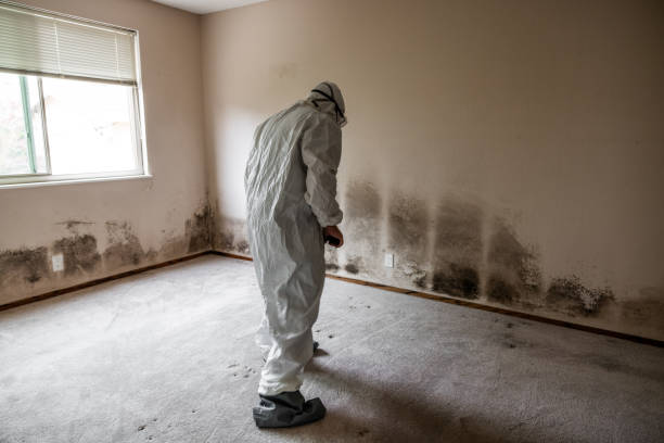 Best Health and Safety Mold Remediation in Holly, MI