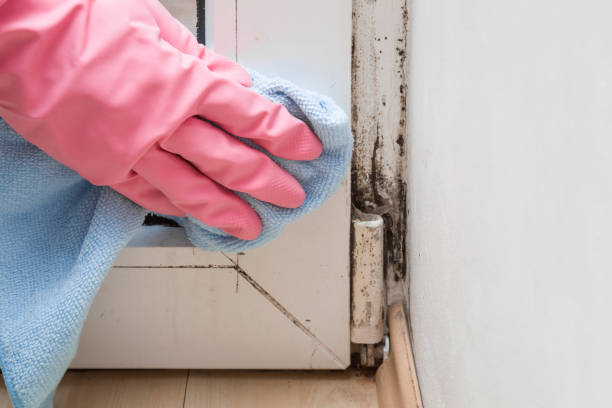 Holly, MI Mold Remediation Company