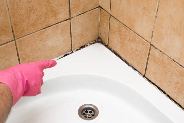 Best Post-Flood Mold Remediation in Holly, MI